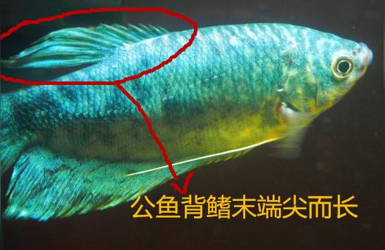 母龙鱼:曼龙鱼怎么区分公母和判断怀孕啊 水族维护服务（上门）