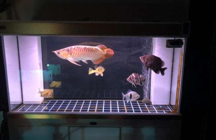 龙鱼鱼缸:3米鱼缸可以养几条龙鱼