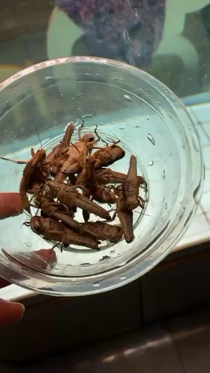 海北藏族自治州水族馆草边抓的蚂蚱