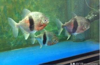 粗线银版鱼:粗线银板鱼生长快吗 粗线银版鱼