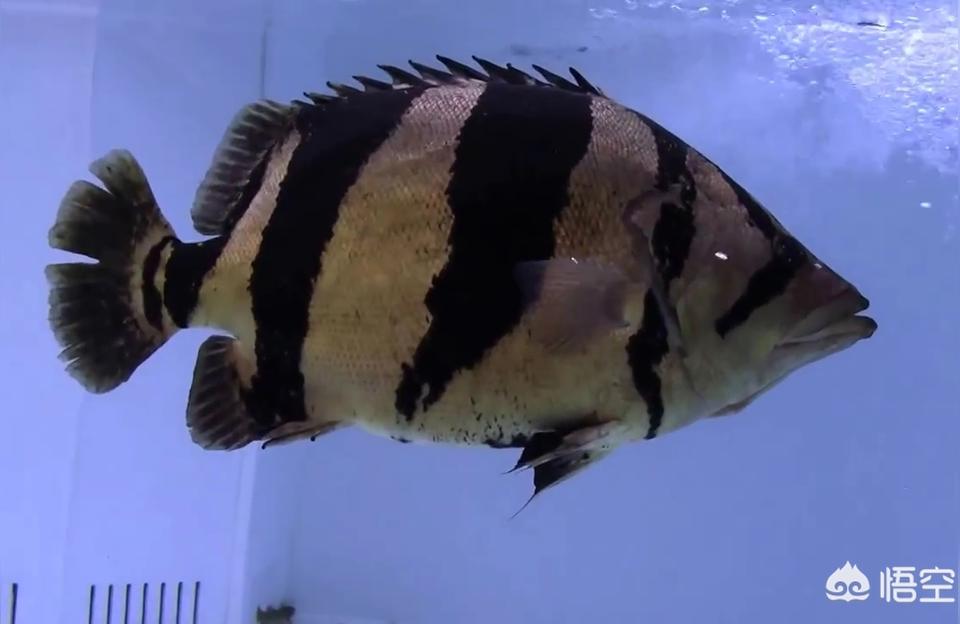 黑帝王魟鱼:大型底层观赏鱼有哪些