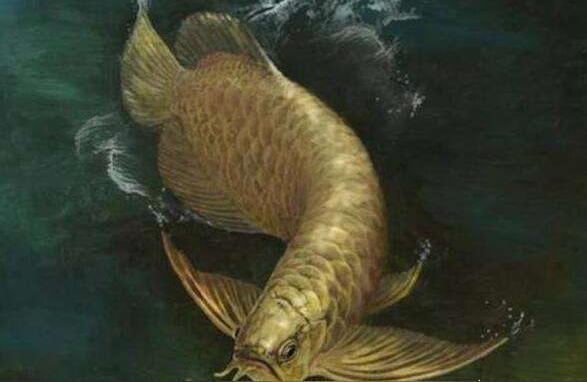 阿拉善盟龙鱼批发:40公分高背宝石金龙鱼能值多少钱