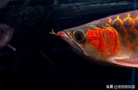 蚌埠龙鱼批发:什么鱼是长龙鱼