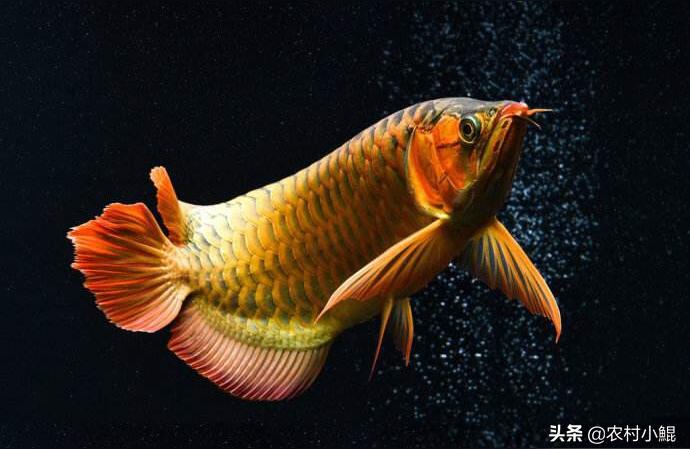 昌吉回族自治州龙鱼批发:江龙鱼是一种什么样的鱼
