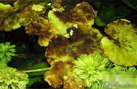 鱼缸除藻剂青苔清除剂除藻绿藻分解去苔剂清除褐藻去除黑毛藻克星
