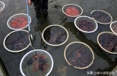 扬州观赏鱼