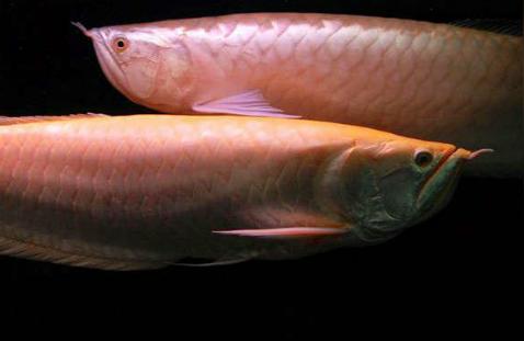 红龙鱼:红龙鱼为什么总是张嘴 超血红龙鱼