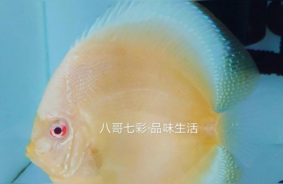 七彩神仙鱼视频:七彩神仙鱼24度能活吗