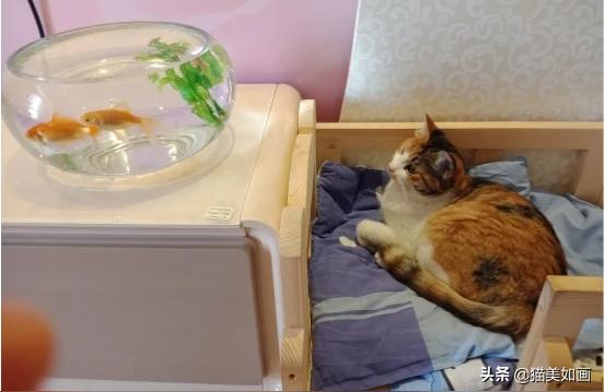 招财猫鱼吃鱼视频:招财猫鱼怎么开食
