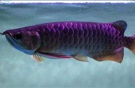 金龙鱼幼鱼:小金龙鱼要天天喂吗 超血红龙鱼