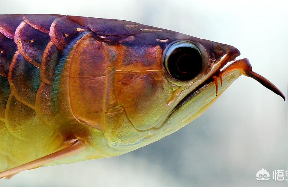 70厘米红龙鱼视频高清:要让红龙鱼苗吃什么