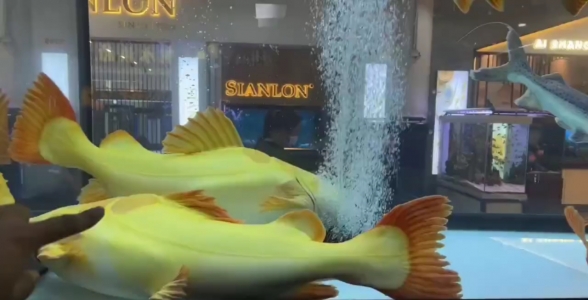 黄金猫鱼:红尾猫鱼能张多大