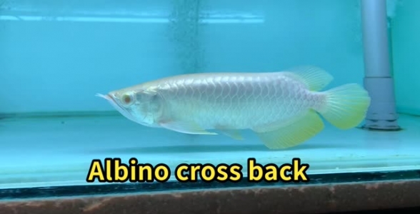 白子金龙鱼:金龙鱼小鱼是什么颜色