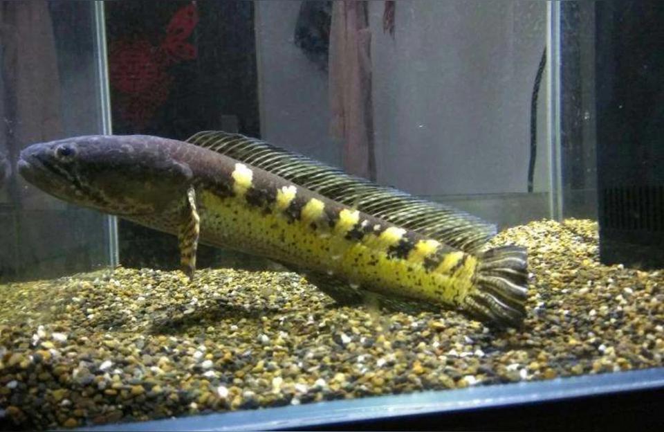 黄金雷龙眼镜蛇:黄金眼镜蛇雷龙对水流有要求吗 黄金眼镜蛇雷龙鱼