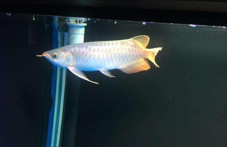 红龙鱼怎么养才会红:红龙幼鱼的养殖方法 超血红龙鱼