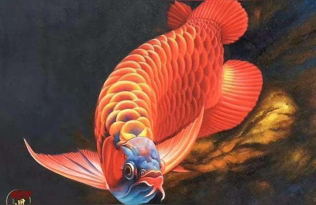 吐鲁番龙鱼:世界上有没有金龙鱼
