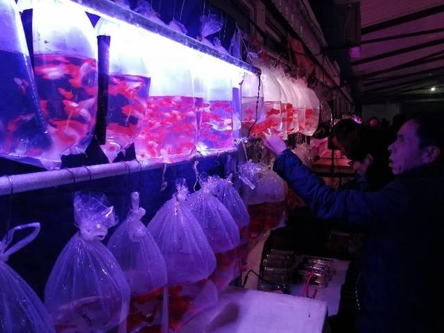 黄南藏族自治州观赏鱼批发市场:什么地方有金鱼批发