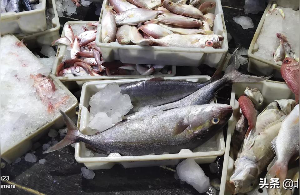 钦州龙鱼批发市场:钦州有哪些海鱼 龙鱼批发