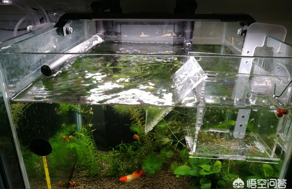 鱼缸灯具大全:鱼缸灯色温选择 鱼缸