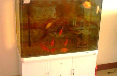 玻璃鱼缸品牌:oblong鱼缸质量怎么样 鱼缸