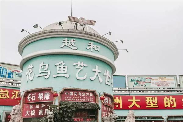 濮阳花鸟鱼虫市场:千里堤花鸟鱼虫市场开放时间