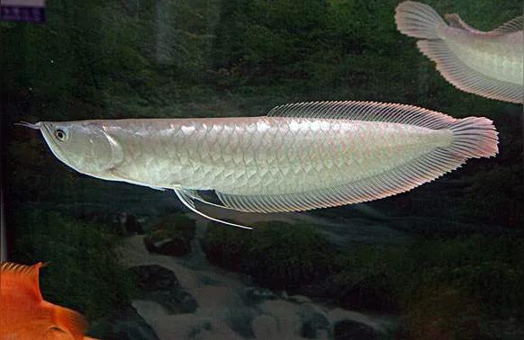金龙鱼银龙鱼:40公分的银龙鱼和17公分的金龙鱼能混养吗