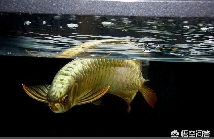 金龙鱼鱼缸:金龙鱼用变色鱼缸灯好吗 鱼缸
