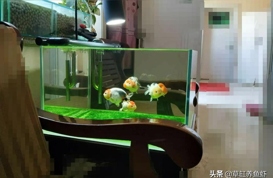 九江鱼缸水族箱批发市场:新手买鱼缸是在网上还是实体店