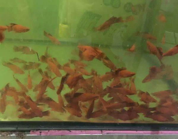 安庆观赏鱼批发:水族馆的鱼从哪进的