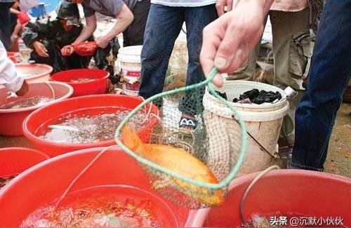 白城观赏鱼批发:哪里有卖观赏鱼的便宜杨村附近