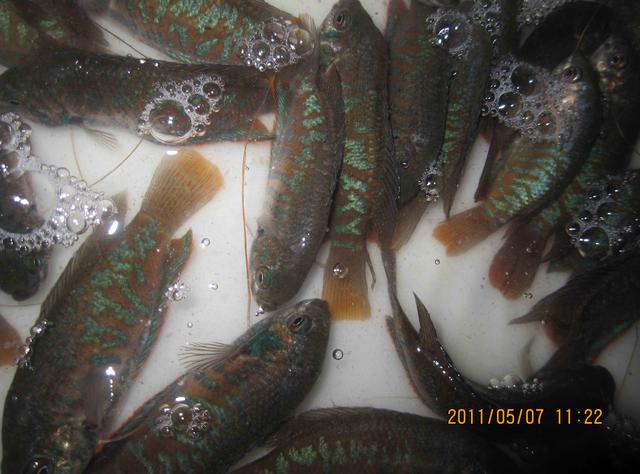 大理白族自治州观赏鱼批发:云南大理哪里有卖江团鱼的