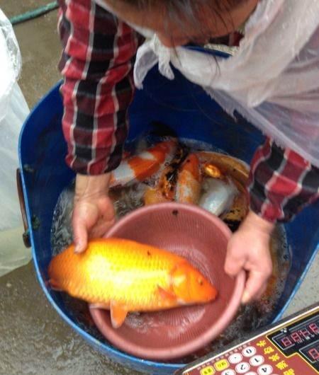 桂林观赏鱼批发:桂林哪里有批发鱼市场 观赏鱼批发