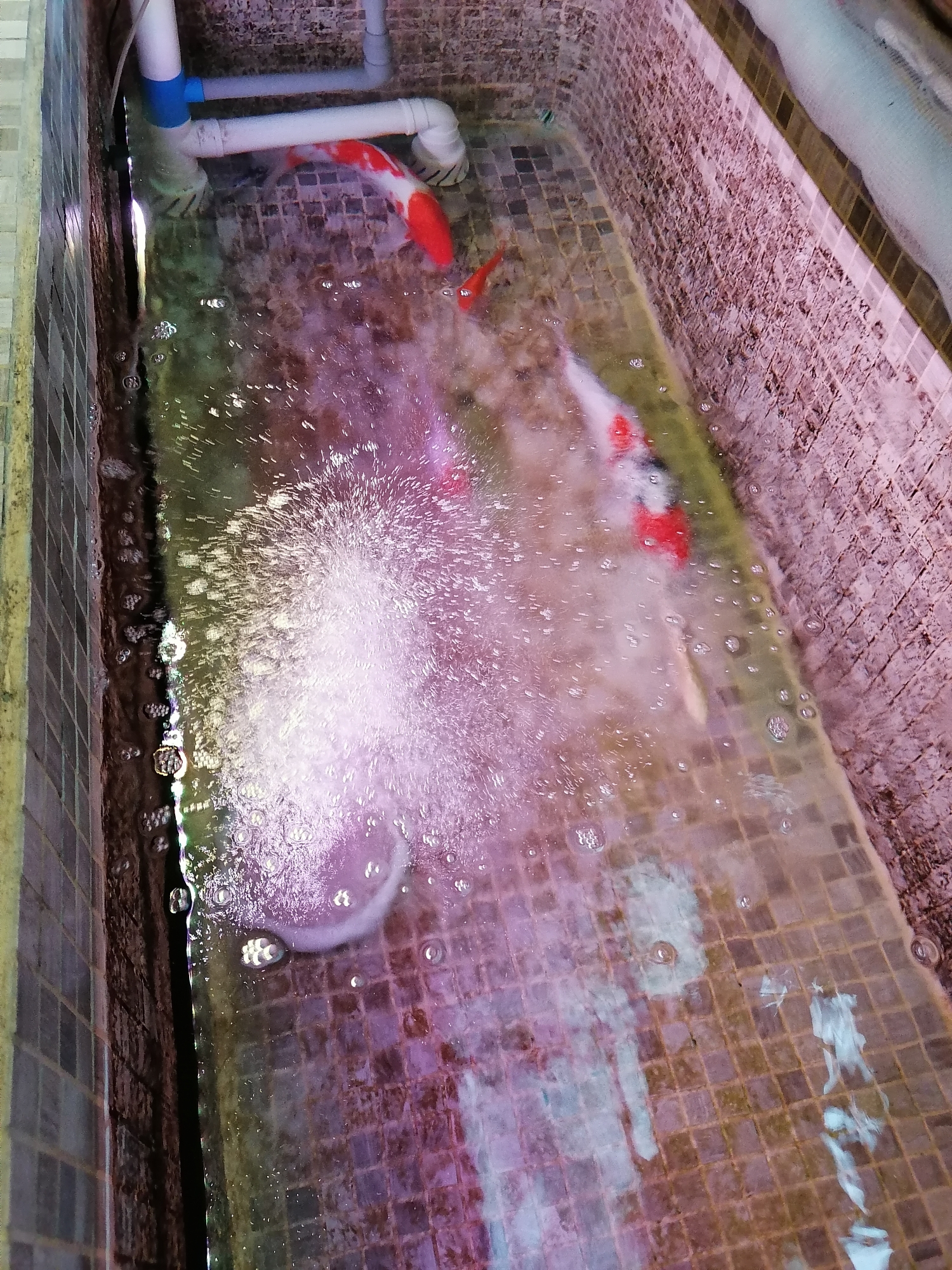 湘潭观赏鱼市场早上睡不着起来测个水质从来没这么好过