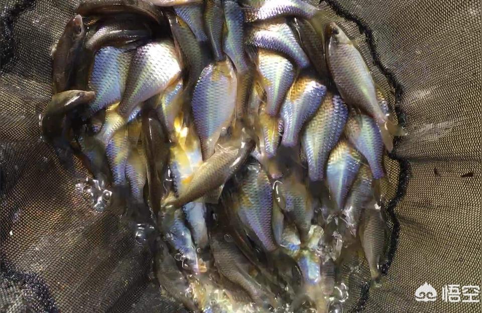 宜宾观赏鱼批发:西安批发观赏鱼哪里最便宜