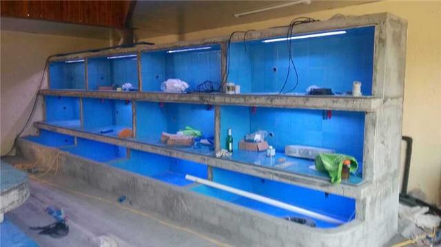 温州鱼缸批发市场:浙江温州哪里有批发小金鱼
