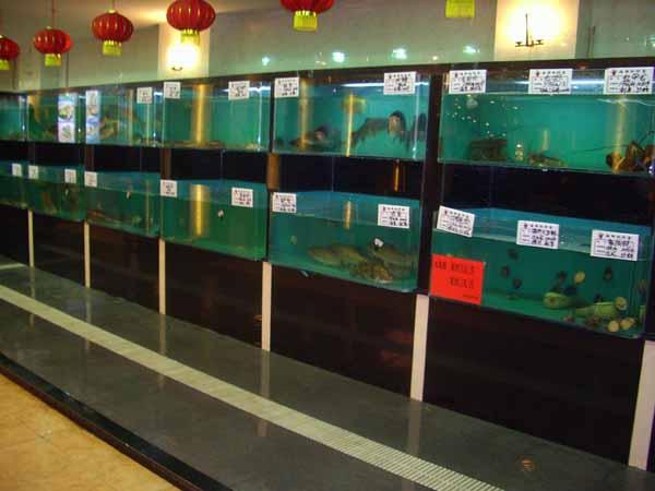 许昌鱼缸批发市场:家里鱼缸在河南郑州卖怎么样市场怎么样