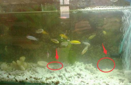 阿拉善盟二手鱼缸:二手鱼缸装满水几天可以放鱼