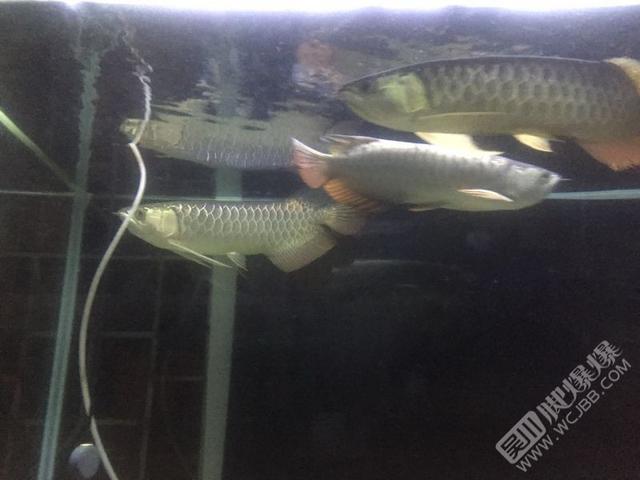 莱芜二手龙鱼:六十厘米长的银龙鱼在广东潮州值多少钱 银龙鱼
