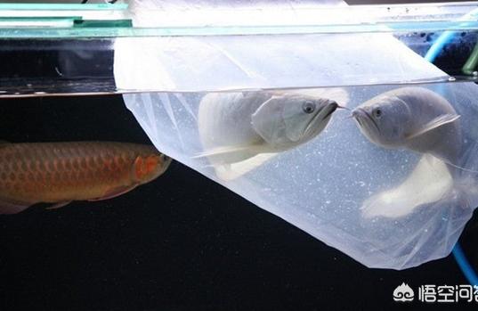 宁德二手龙鱼:金龙鱼鱼苗多久能长大 鱼缸