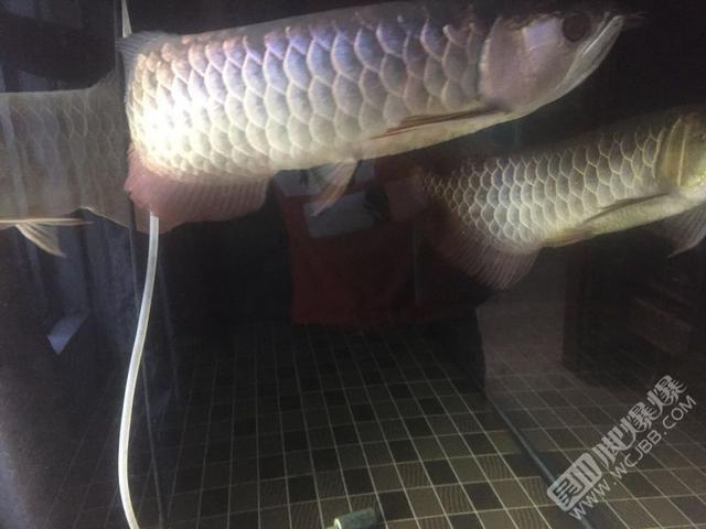 商丘二手龙鱼:彤艳龙鱼的特征 鱼缸