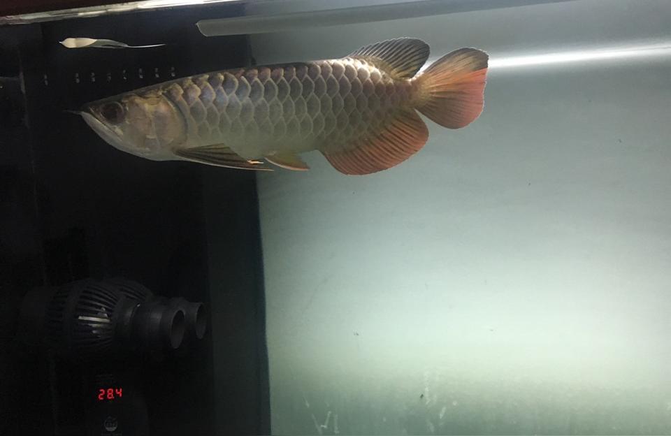 威海二手龙鱼:40公分高背宝石金龙鱼能值多少钱 鱼缸