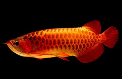红龙鱼的:红龙鱼怎么养鱼鳞更亮