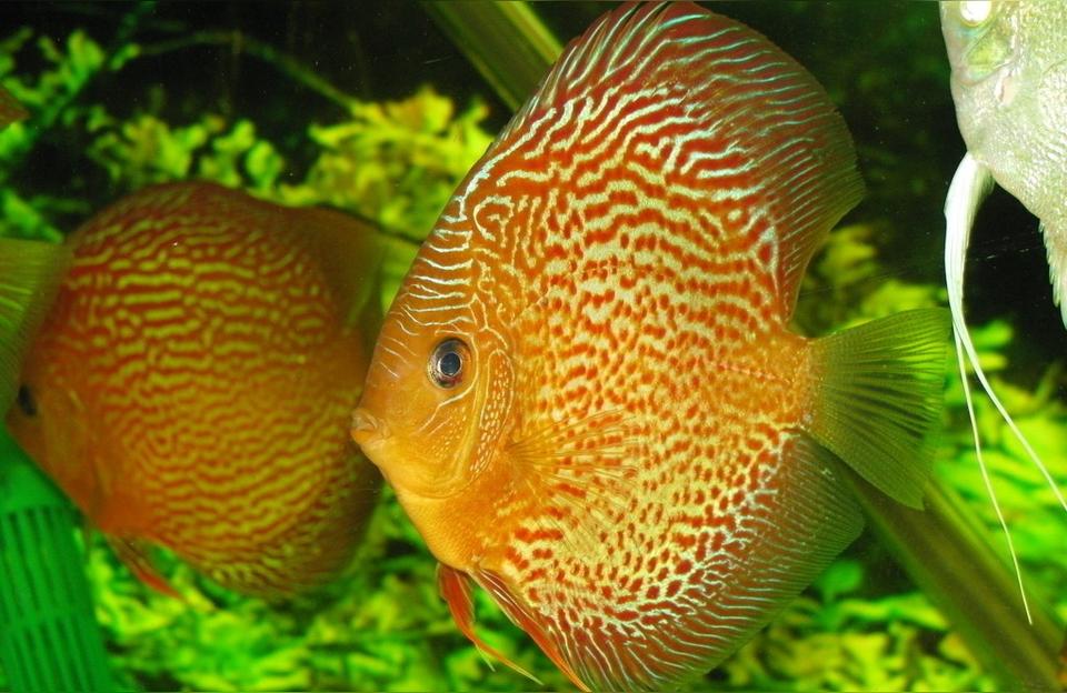血红龙鱼:鱼缸最好养的鱼是什么鱼最贵 印尼红龙鱼