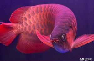 红龙鱼发:龙鱼最容易发色的水温 印尼红龙鱼
