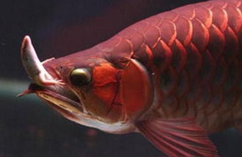 红龙鱼吃:一条红龙可以吃多少饲料