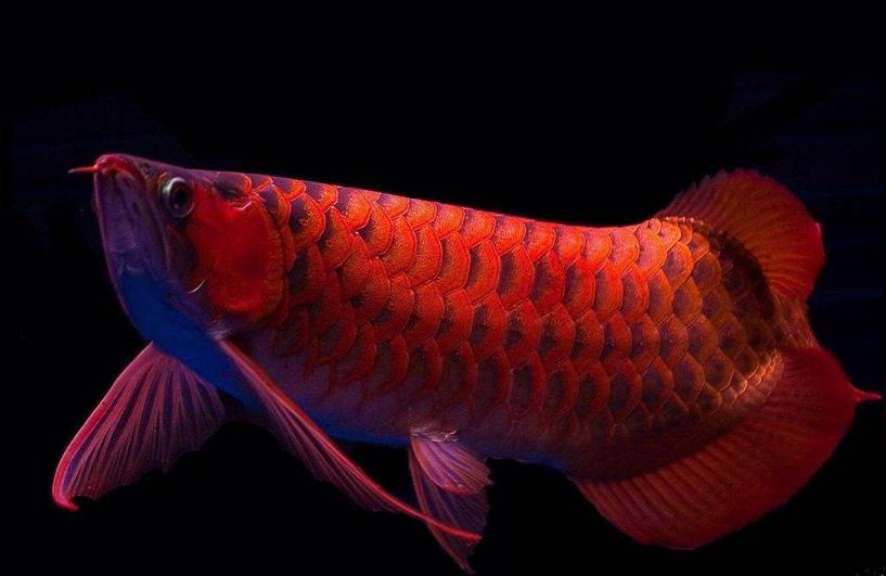 幼红龙鱼:泗水红龙怎么养