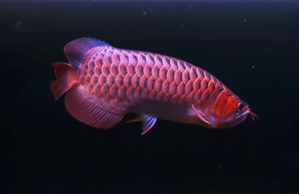 红龙鱼价格表:通货的小红龙鱼也有好鱼吗 印尼红龙鱼