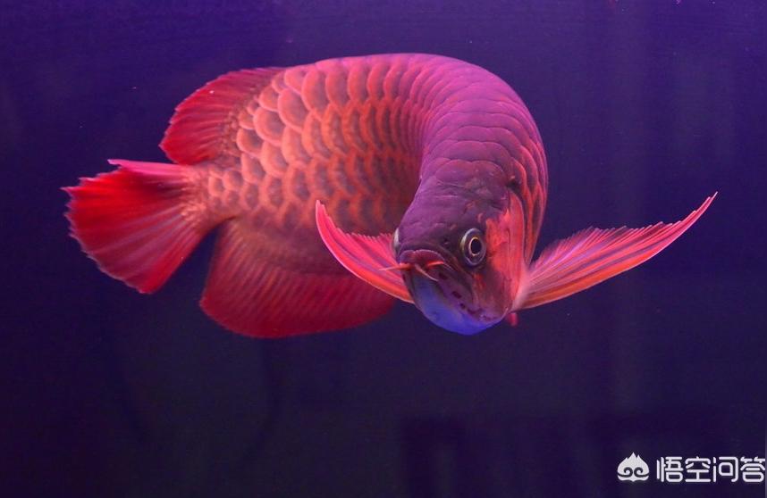 红龙鱼挑选:养红龙需要多大的鱼缸 印尼红龙鱼