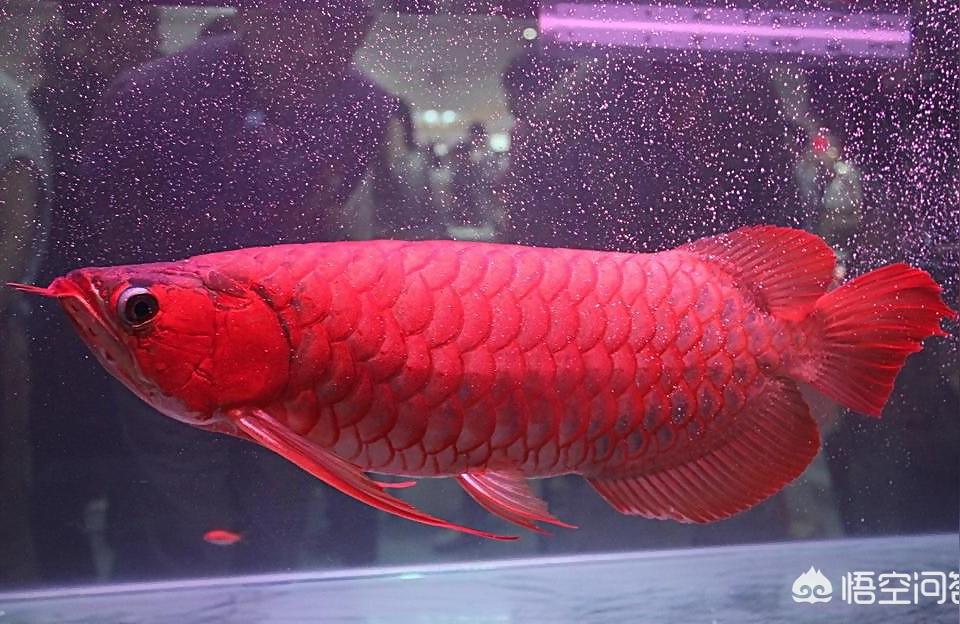 红龙鱼温度:家养的红龙鱼夏天温度调到多少度 印尼红龙鱼
