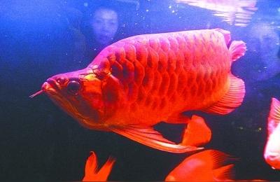 翘头红龙鱼:翘头鱼是什么 印尼红龙鱼